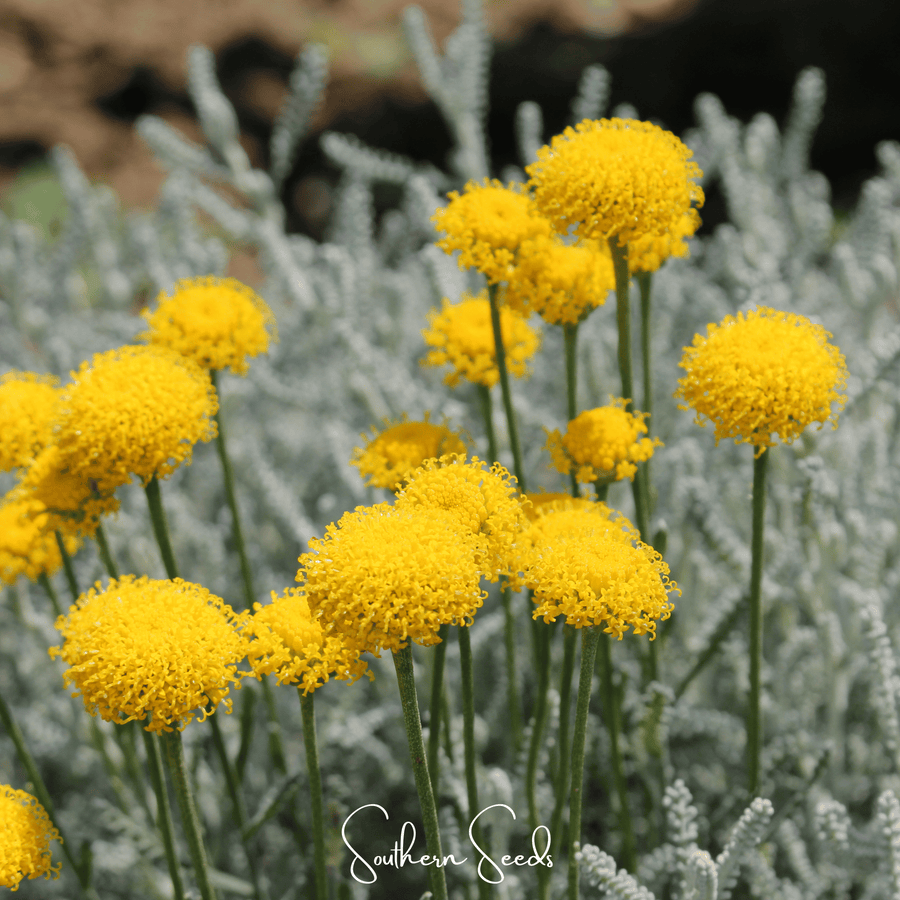 Lavender Cotton Santolina