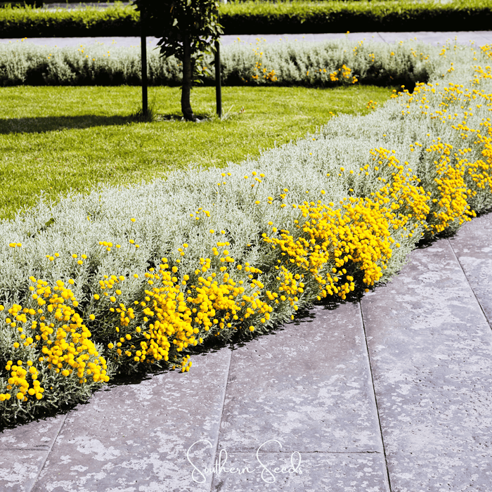 Lavender Cotton Santolina