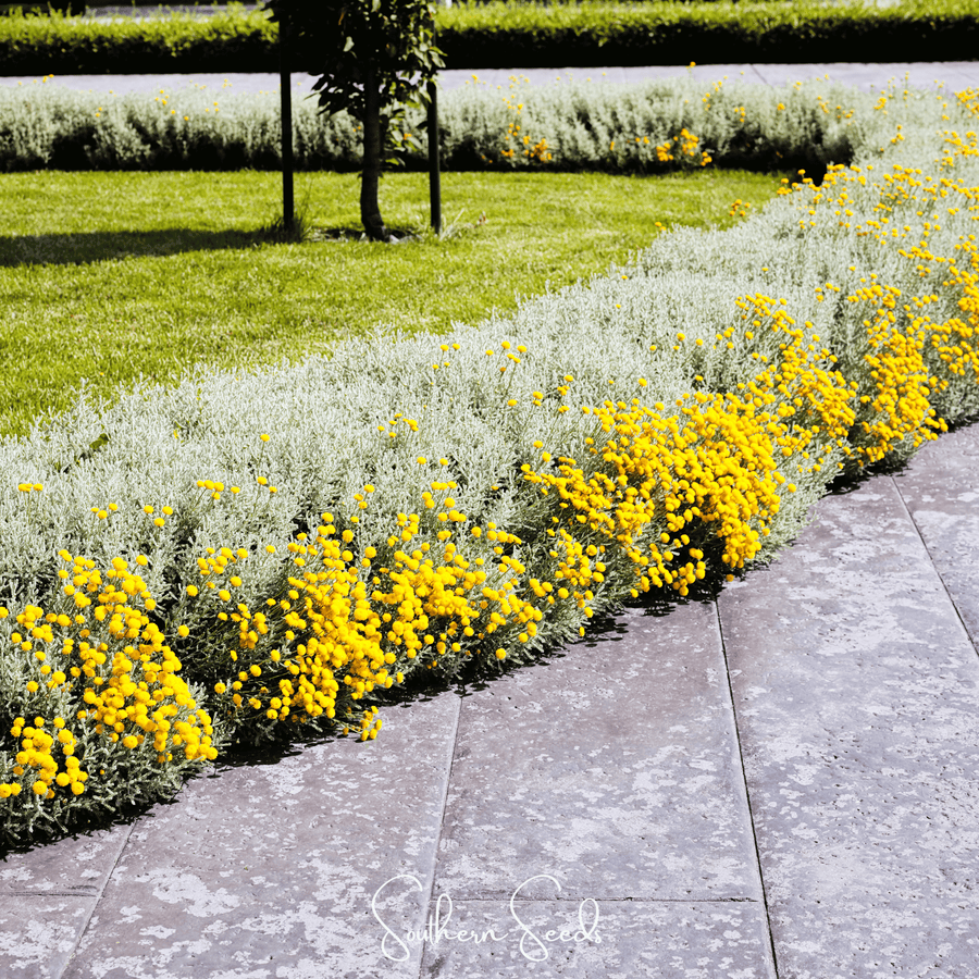 Lavender Cotton Santolina