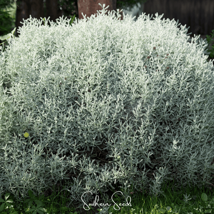 Lavender Cotton Santolina