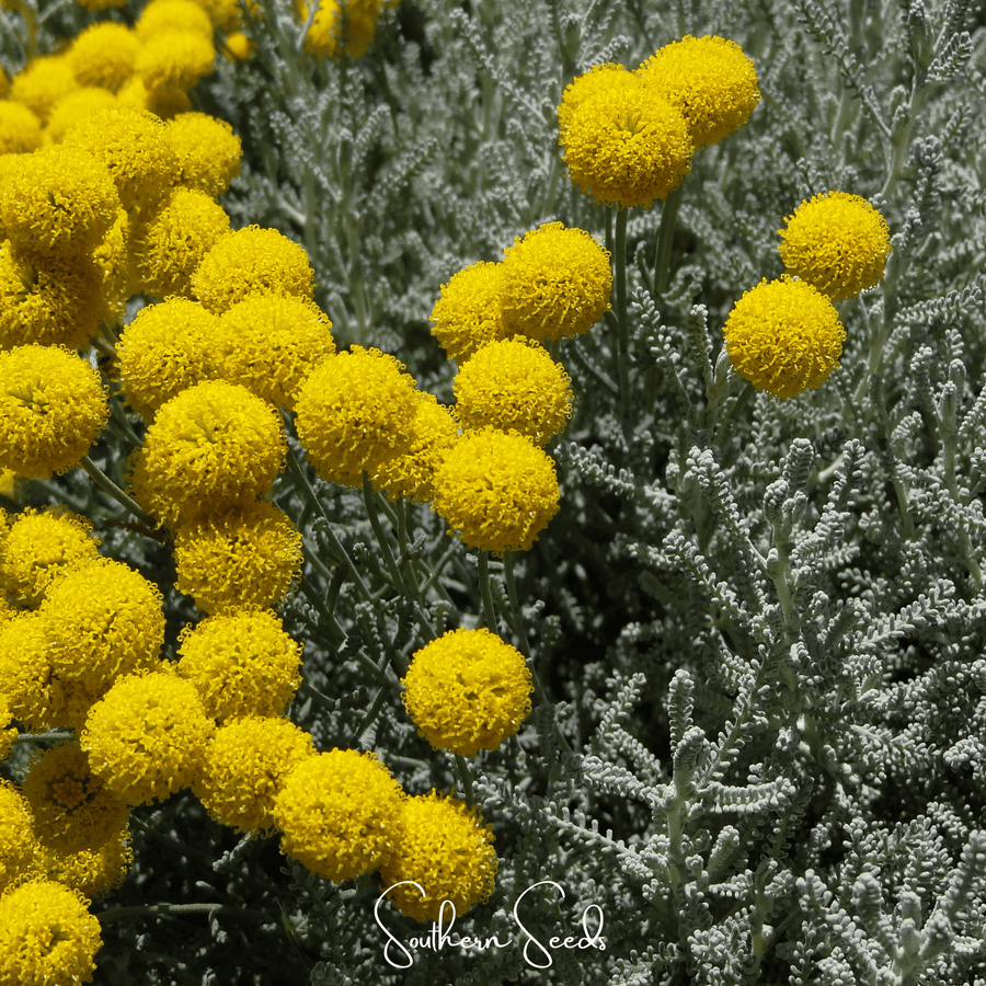 Lavender Cotton Santolina
