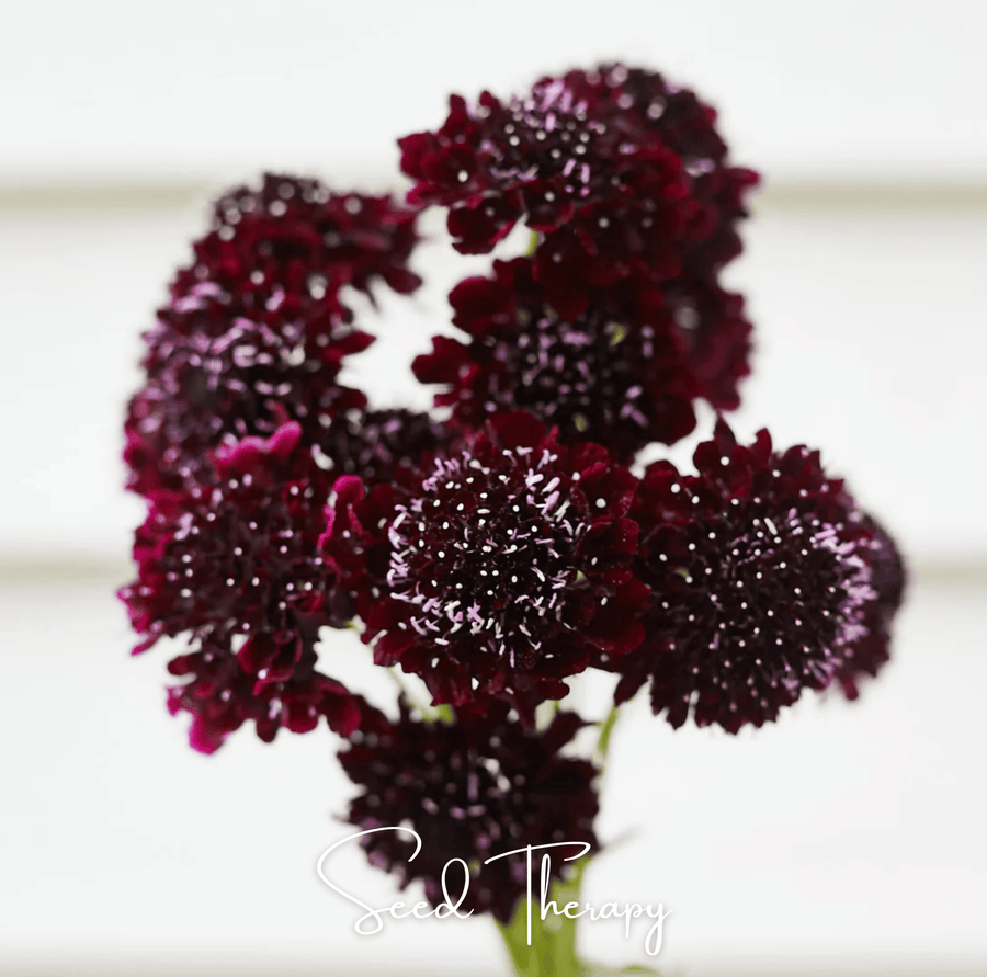 Black Knight Scabiosa – 30 Seeds