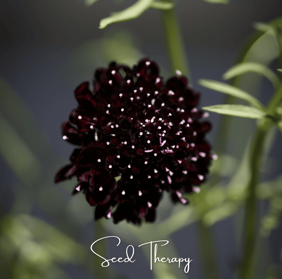Black Knight Scabiosa – 30 Seeds