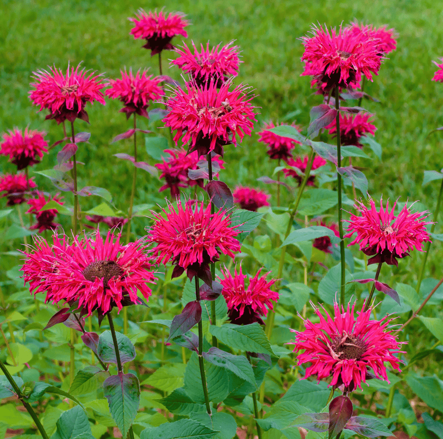 Scarlet Bee Balm – 20 Seeds