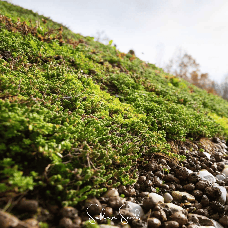 Sedum Roof Mix