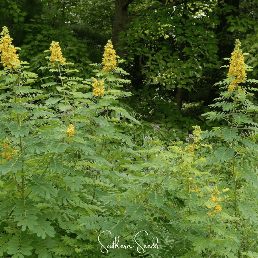 Wild Senna