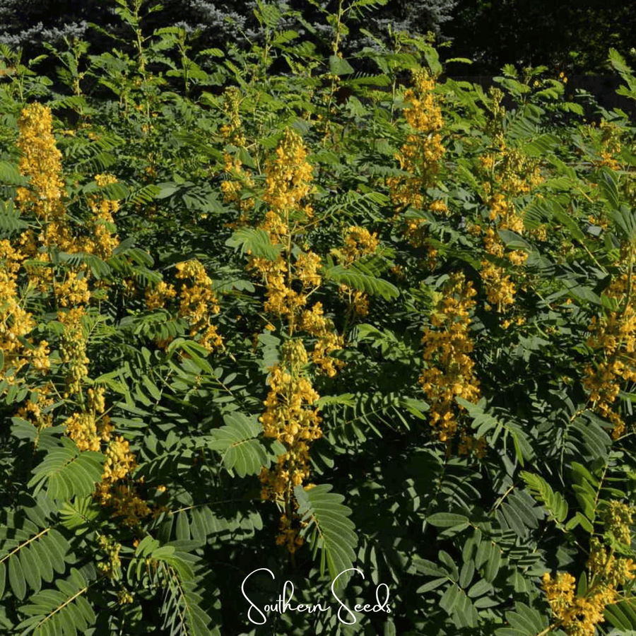 Wild Senna