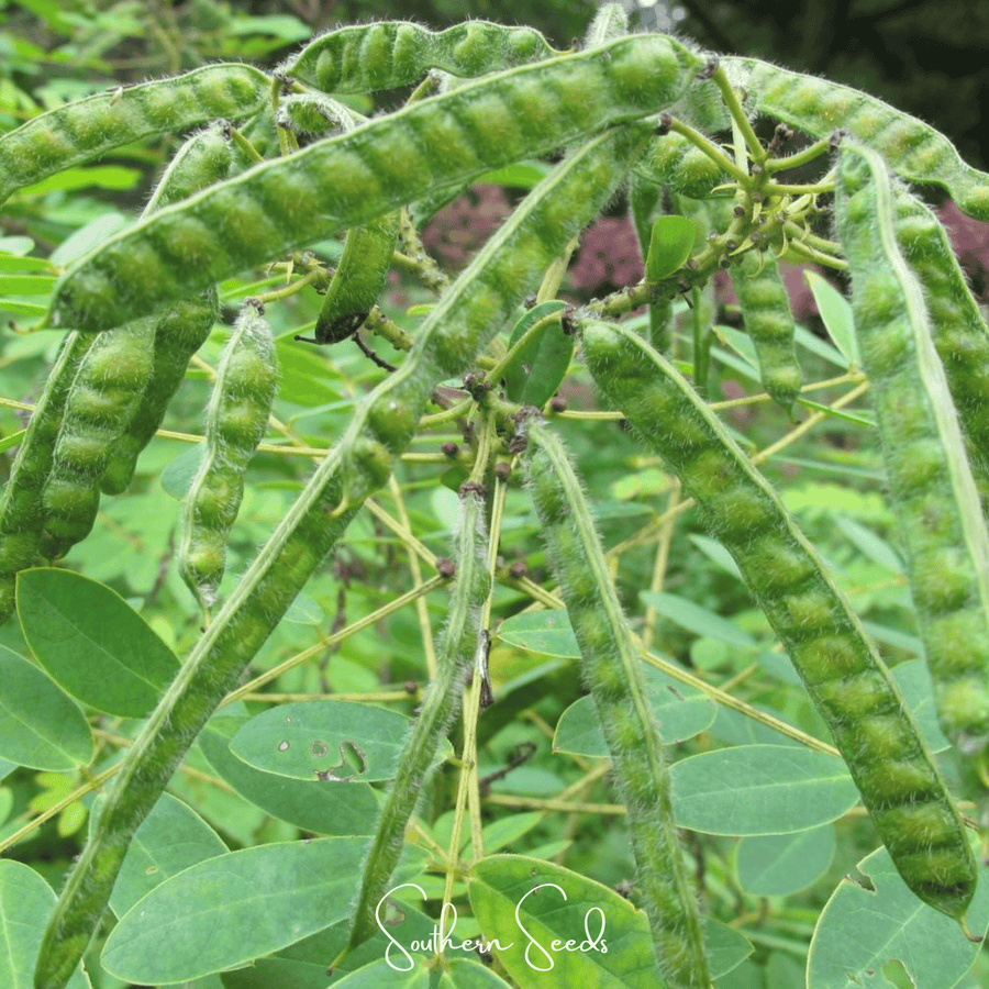 Wild Senna