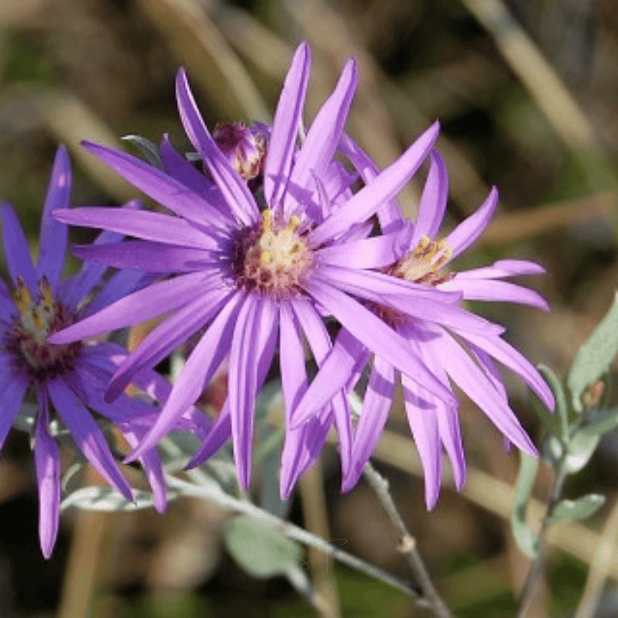 Silky Aster