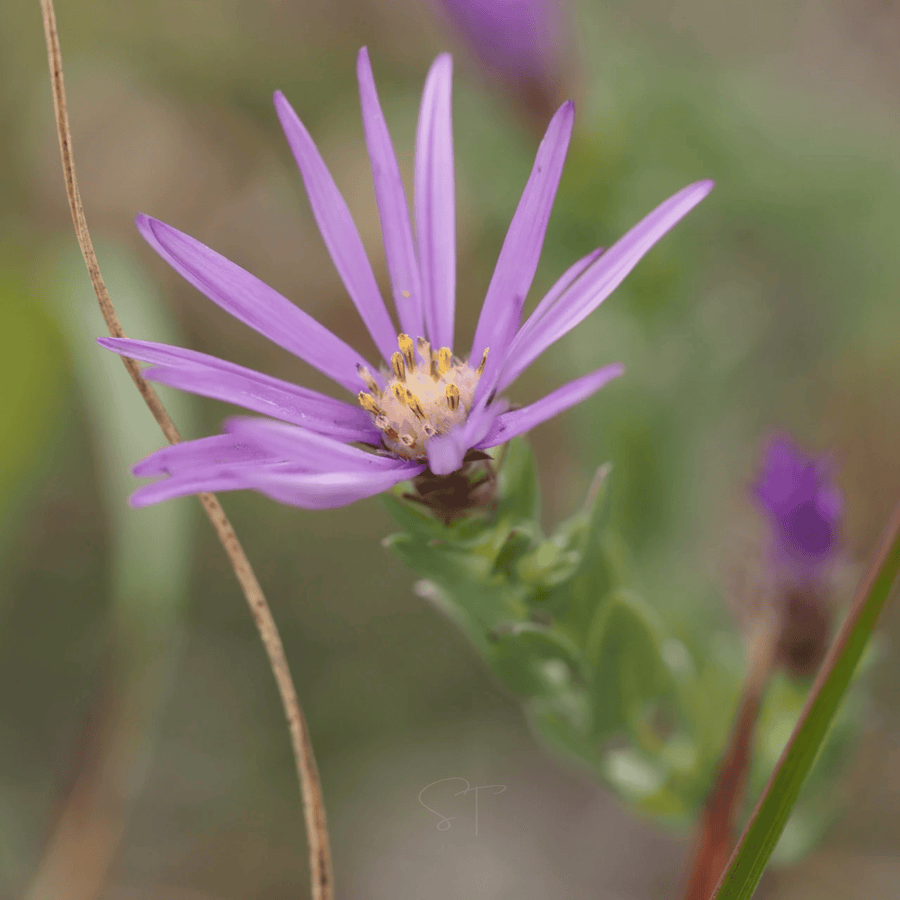 Silky Aster