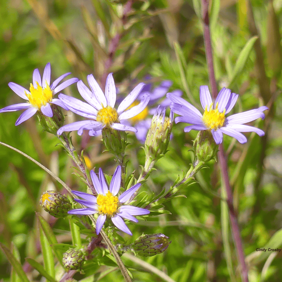 Silky Aster