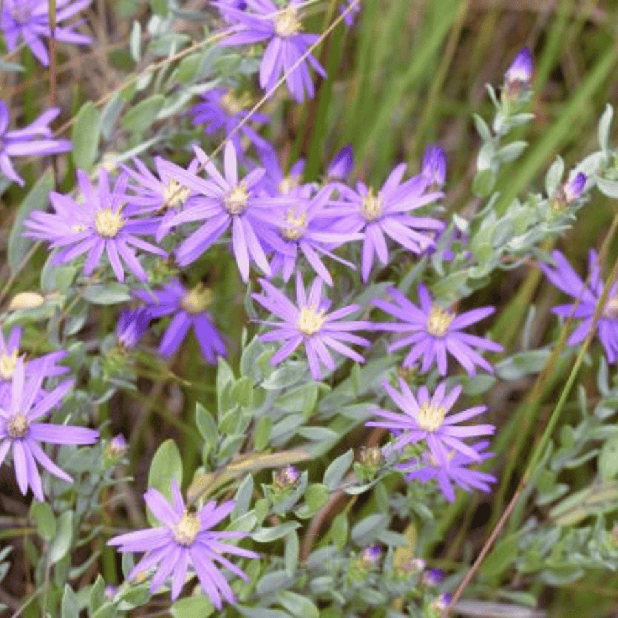 Silky Aster