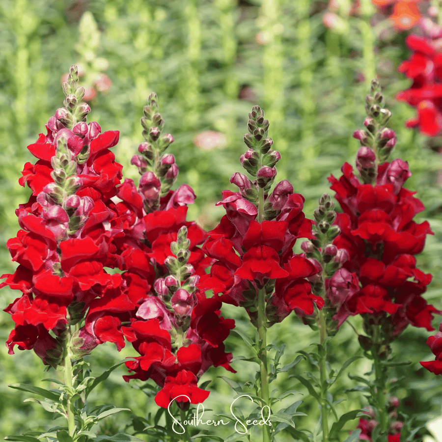 Defiance Snapdragon – 200 Seeds
