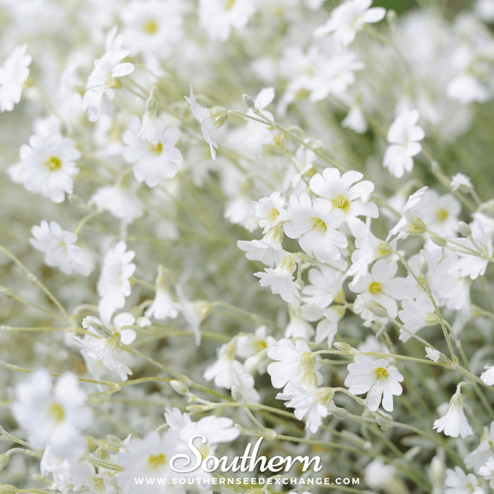 Snow in Summer Chickweed
