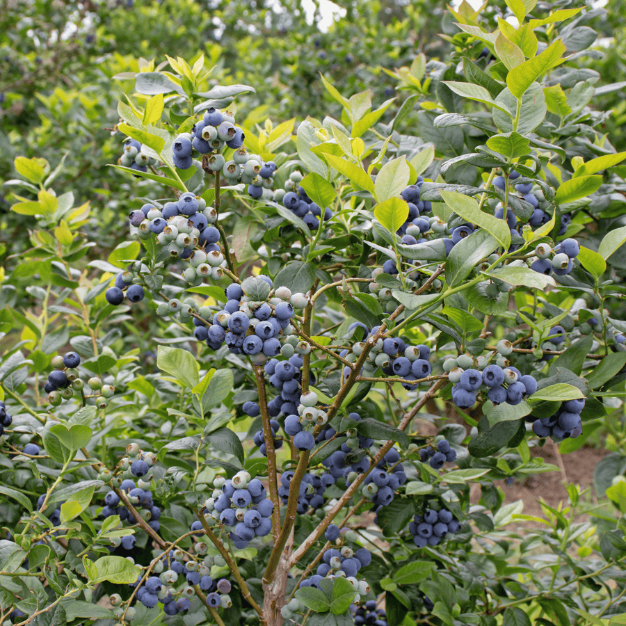 Southern Highbush Blueberry