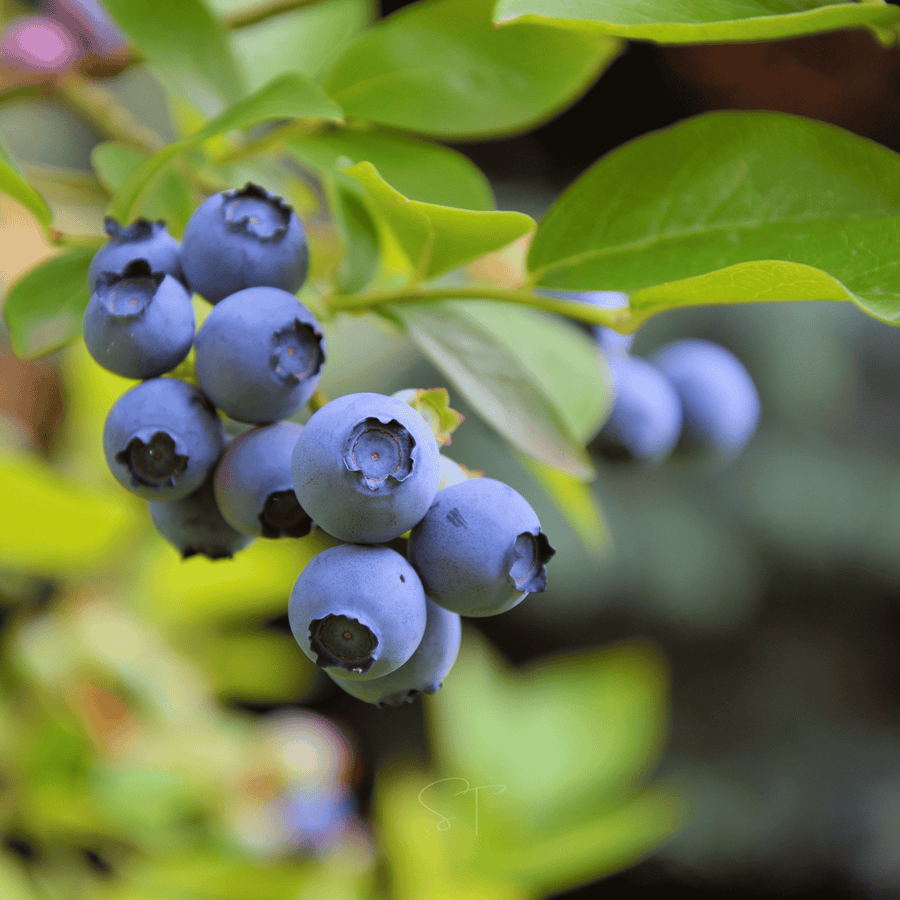 Southern Highbush Blueberry