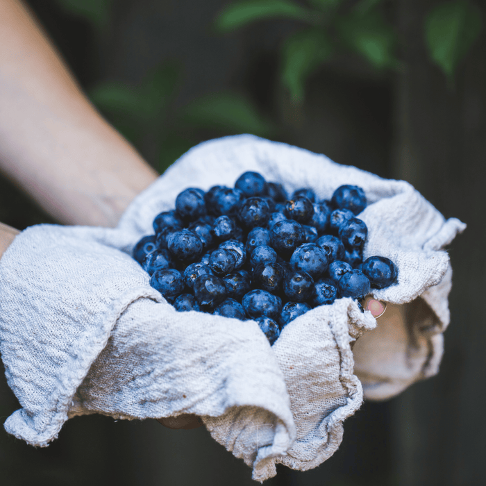 Southern Highbush Blueberry