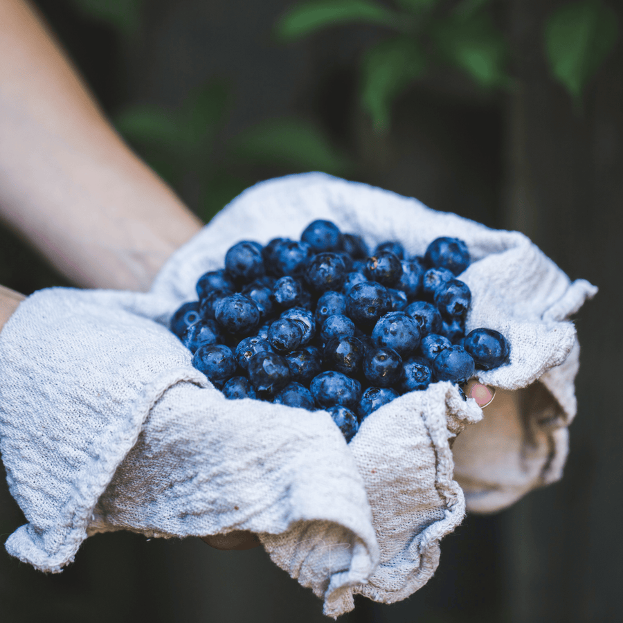Southern Highbush Blueberry