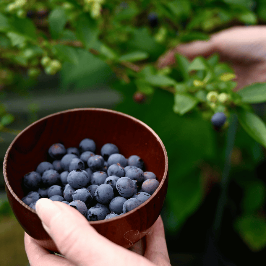 Southern Highbush Blueberry