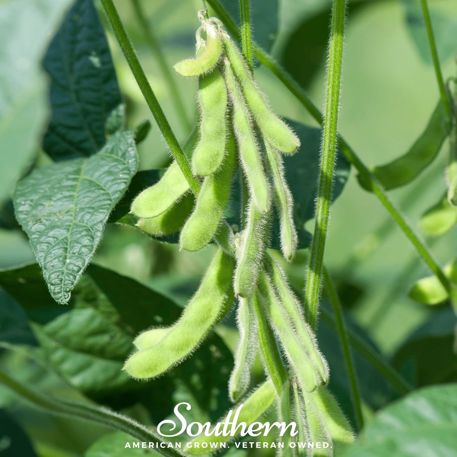 Tohya Soybean
