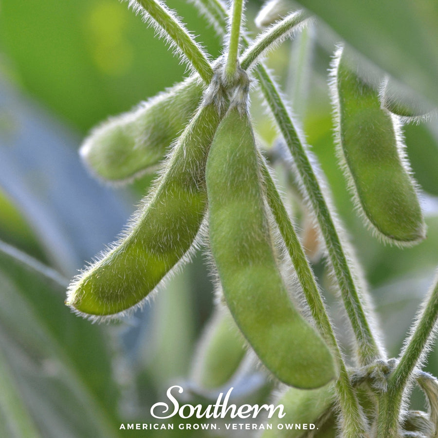 Tohya Soybean