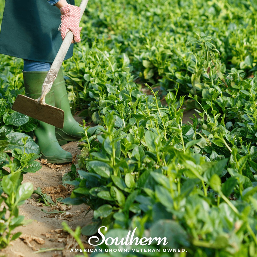 Malabar Green Spinach