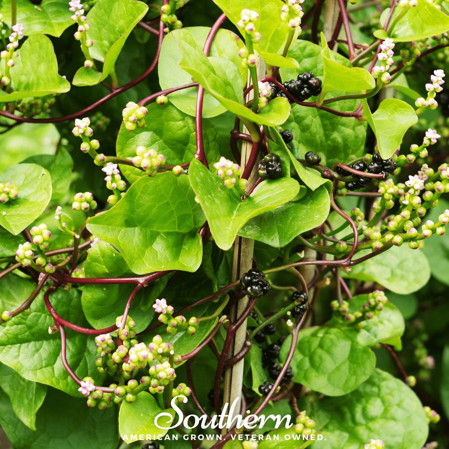 Malabar Green Spinach