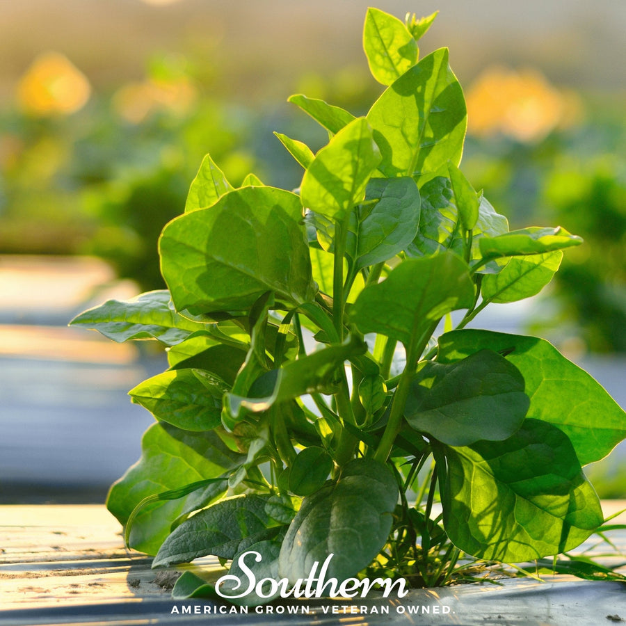 Malabar Green Spinach
