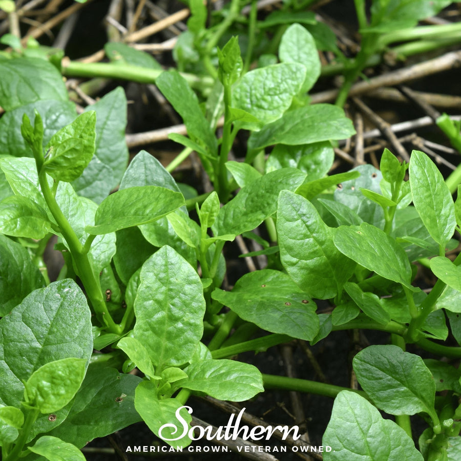 Malabar Green Spinach