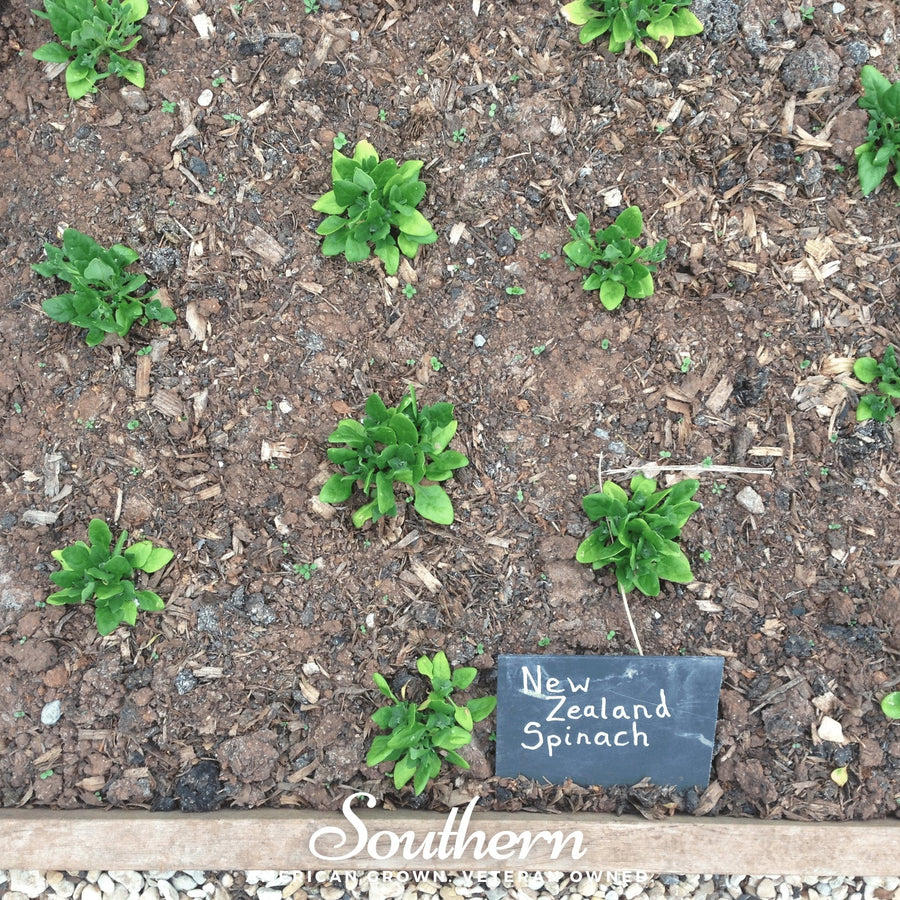 New Zealand Spinach