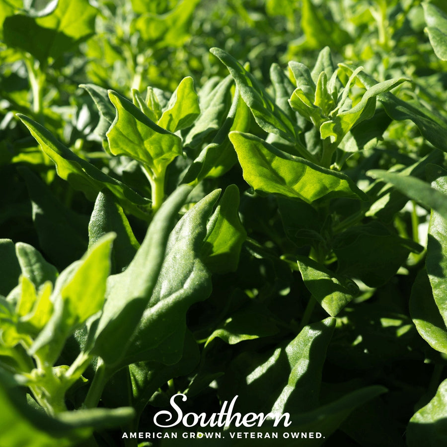 New Zealand Spinach