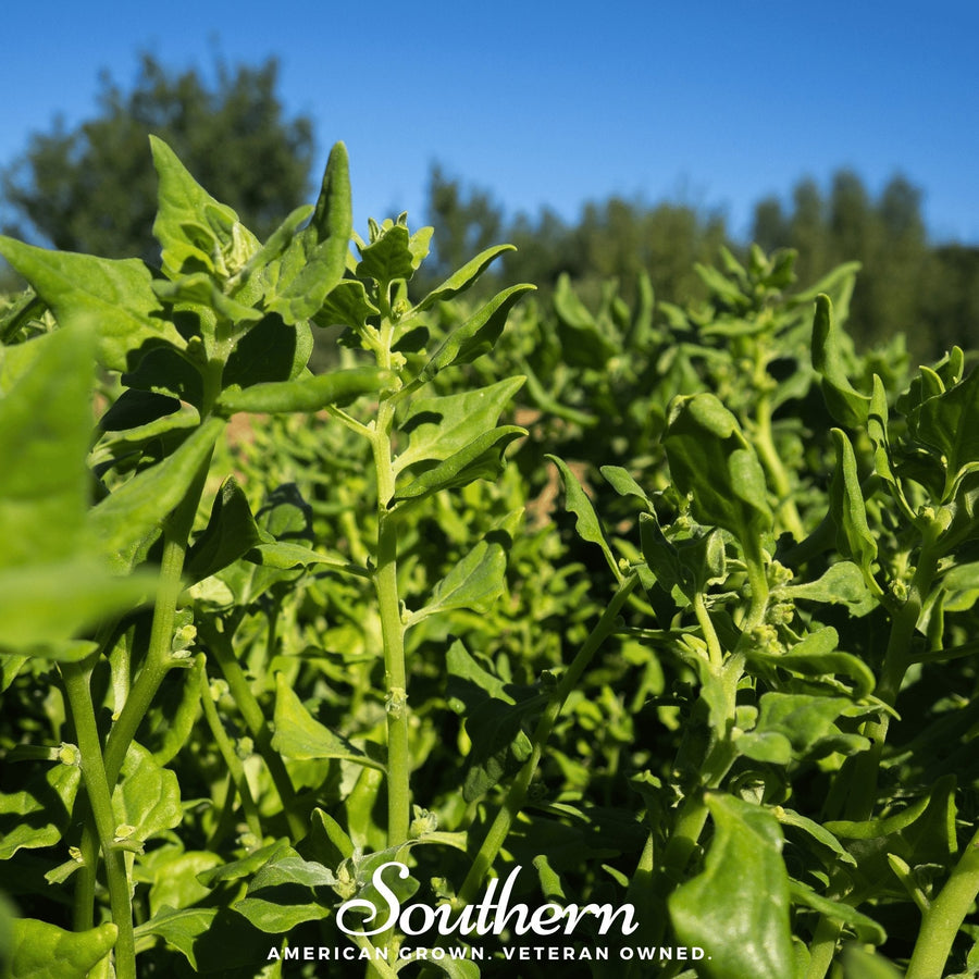 New Zealand Spinach