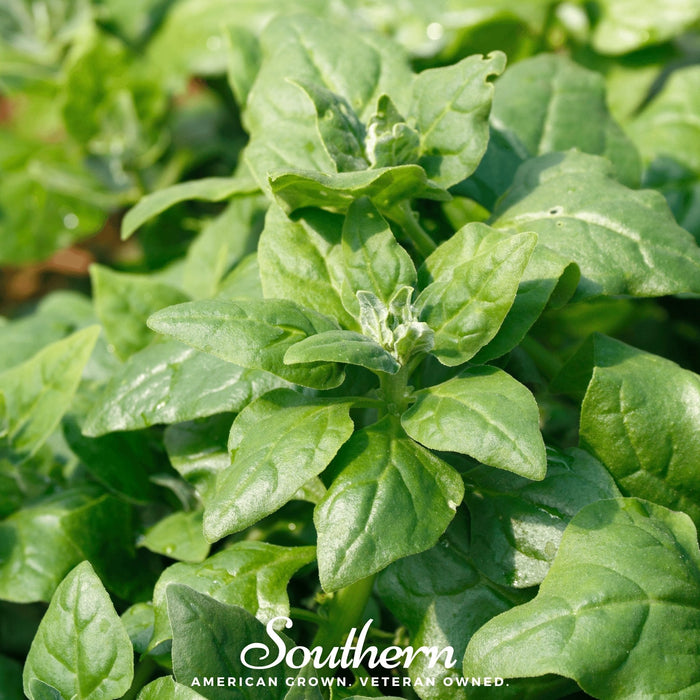 New Zealand Spinach