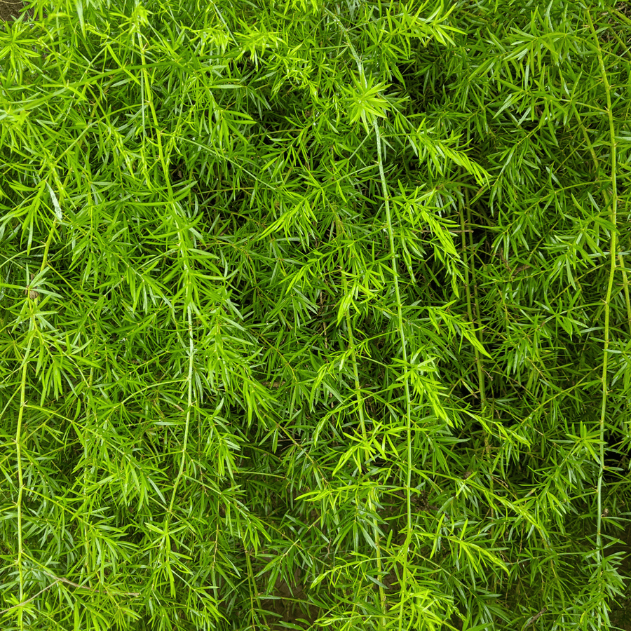 Sprengeri Asparagus Fern