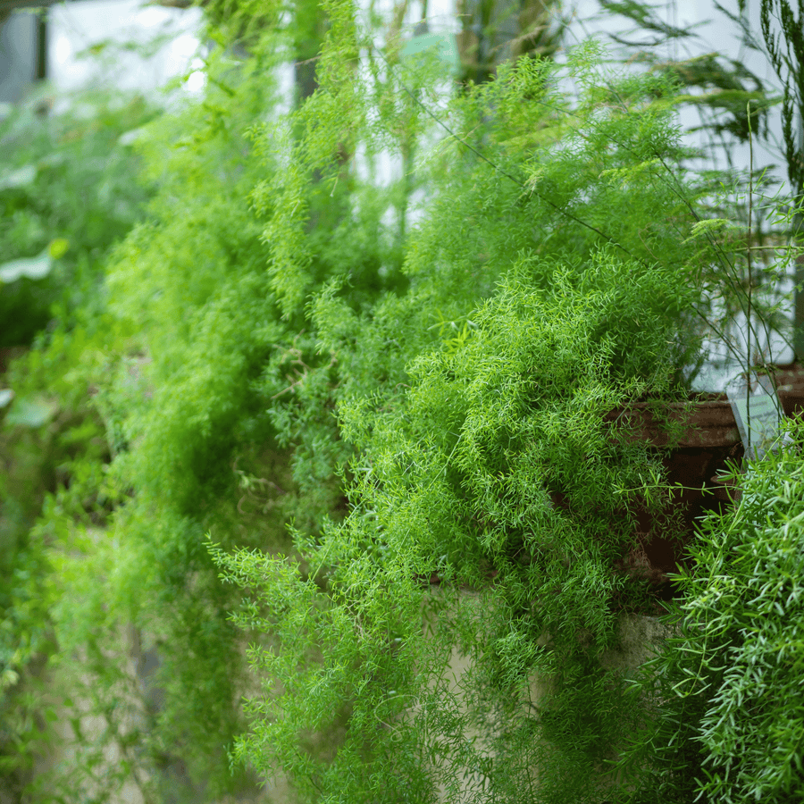 Sprengeri Asparagus Fern