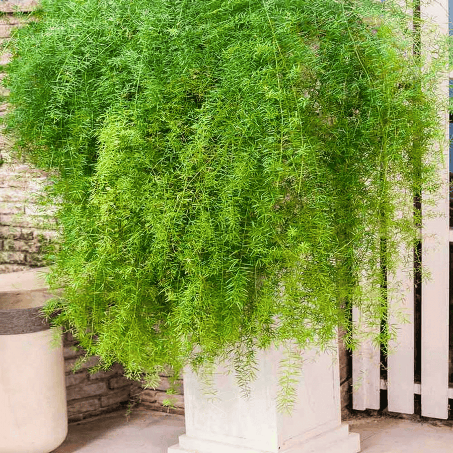 Sprengeri Asparagus Fern