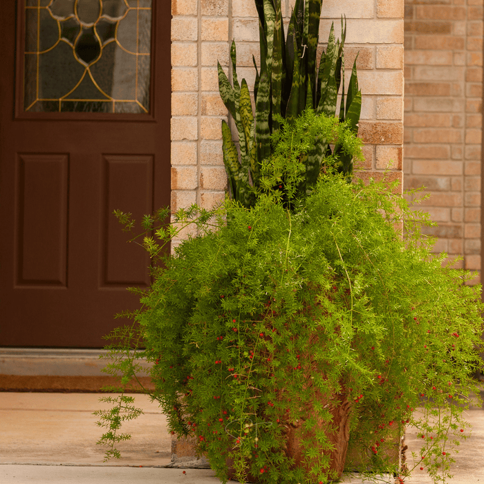 Sprengeri Asparagus Fern