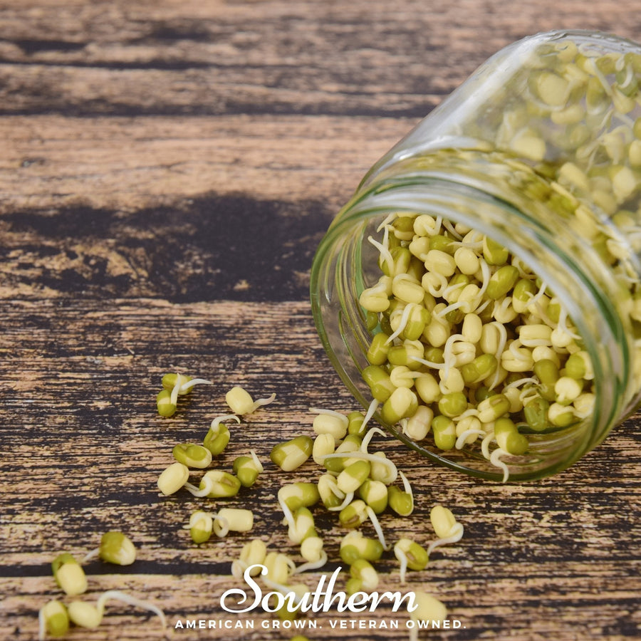 Mung Beans Sprout