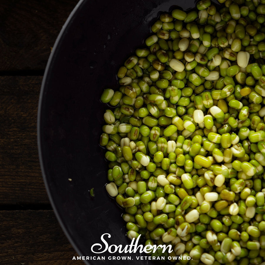 Mung Beans Sprout