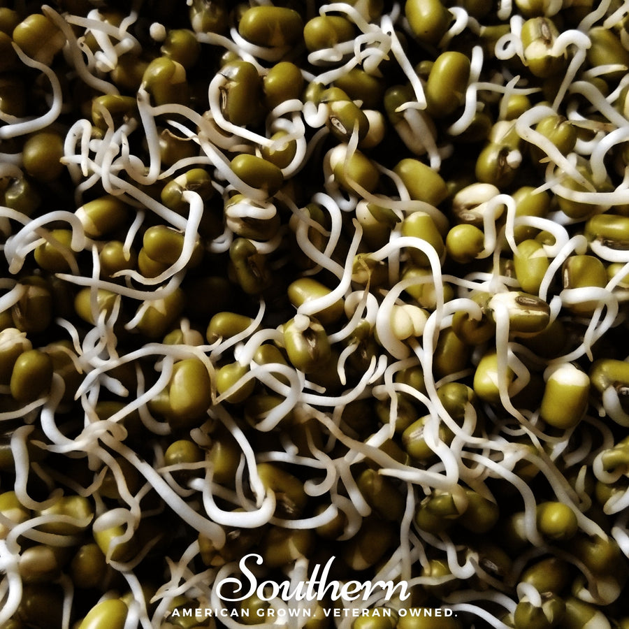 Mung Beans Sprout
