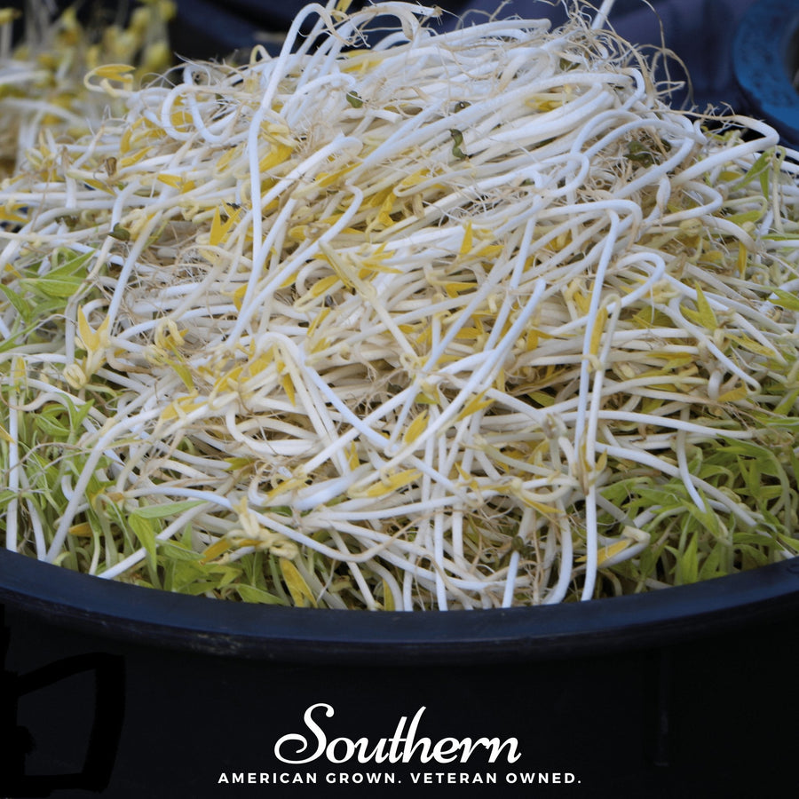 Mung Beans Sprout