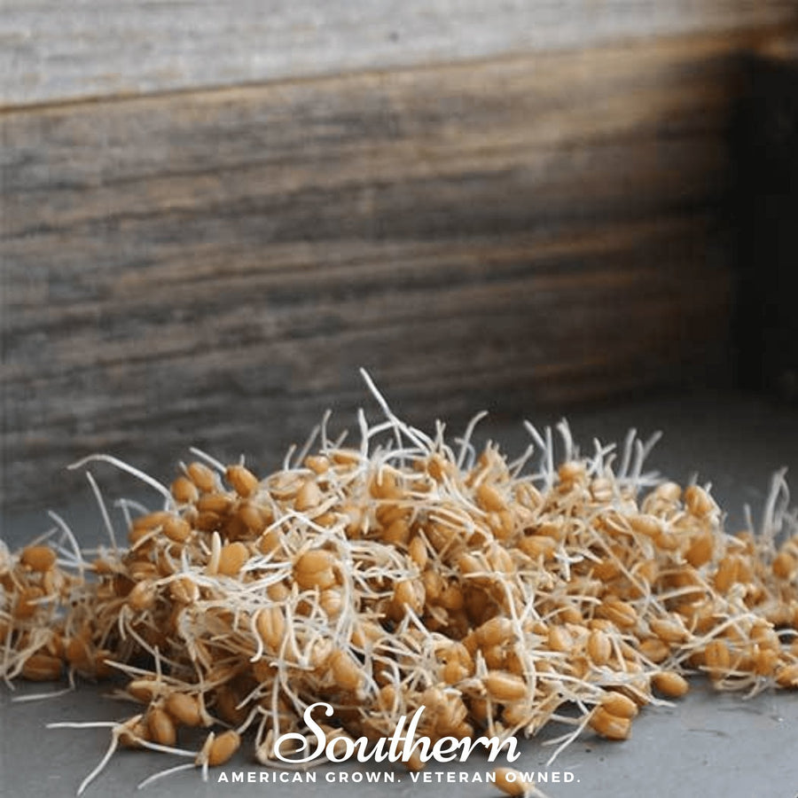 Hard Red Winter Wheat Sprout