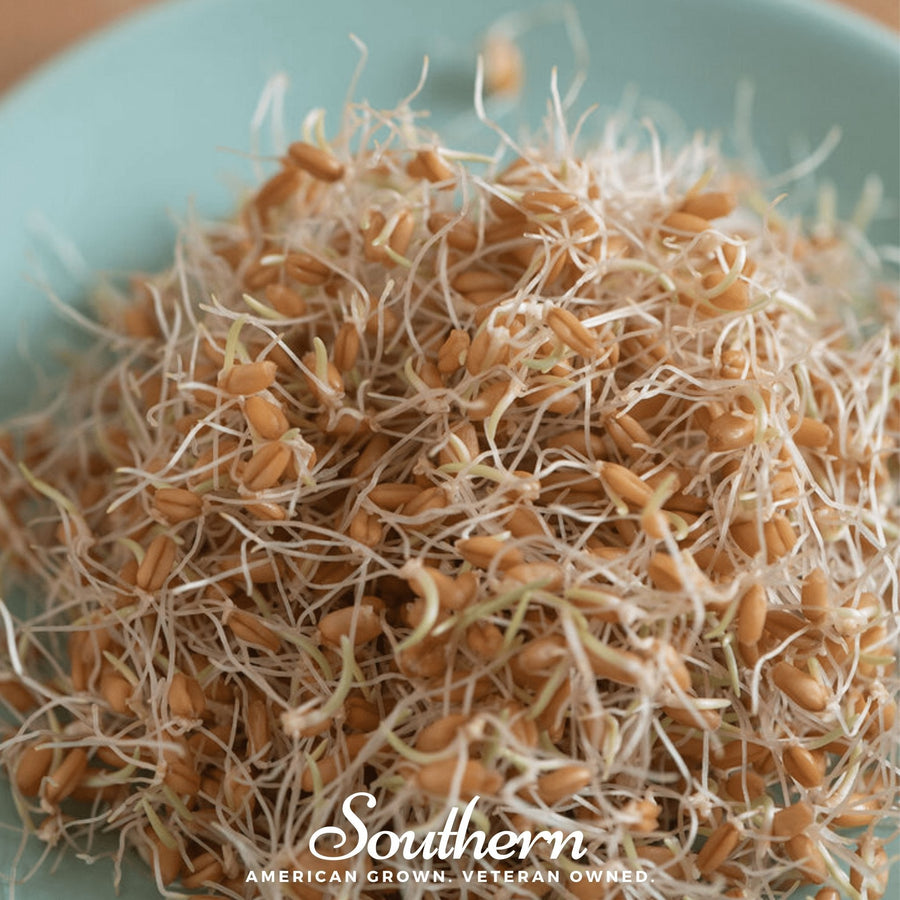 Hard Red Winter Wheat Sprout
