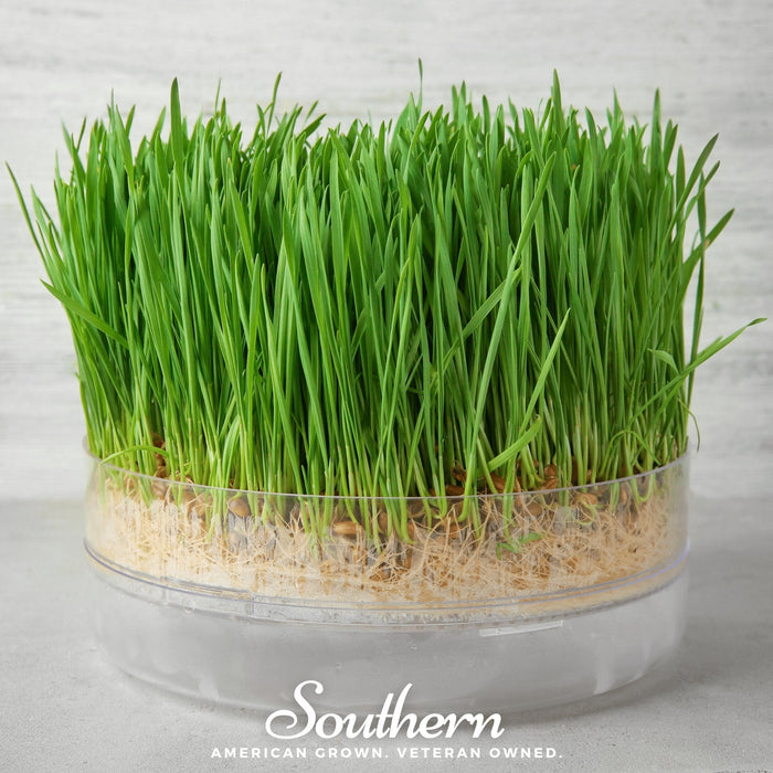 Hard Red Winter Wheat Sprout