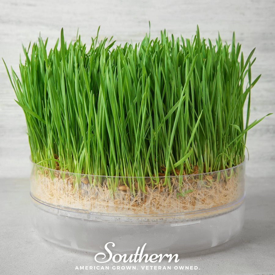 Hard Red Winter Wheat Sprout