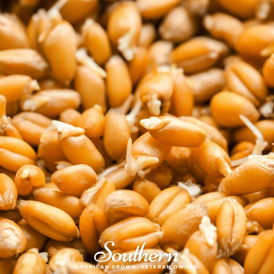 Hard Red Winter Wheat Sprout