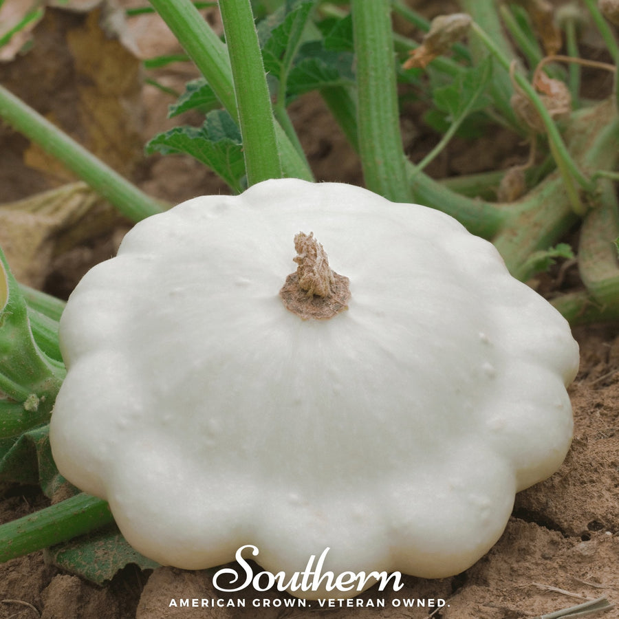 Bennings Green Tint Scallop Summer Squash