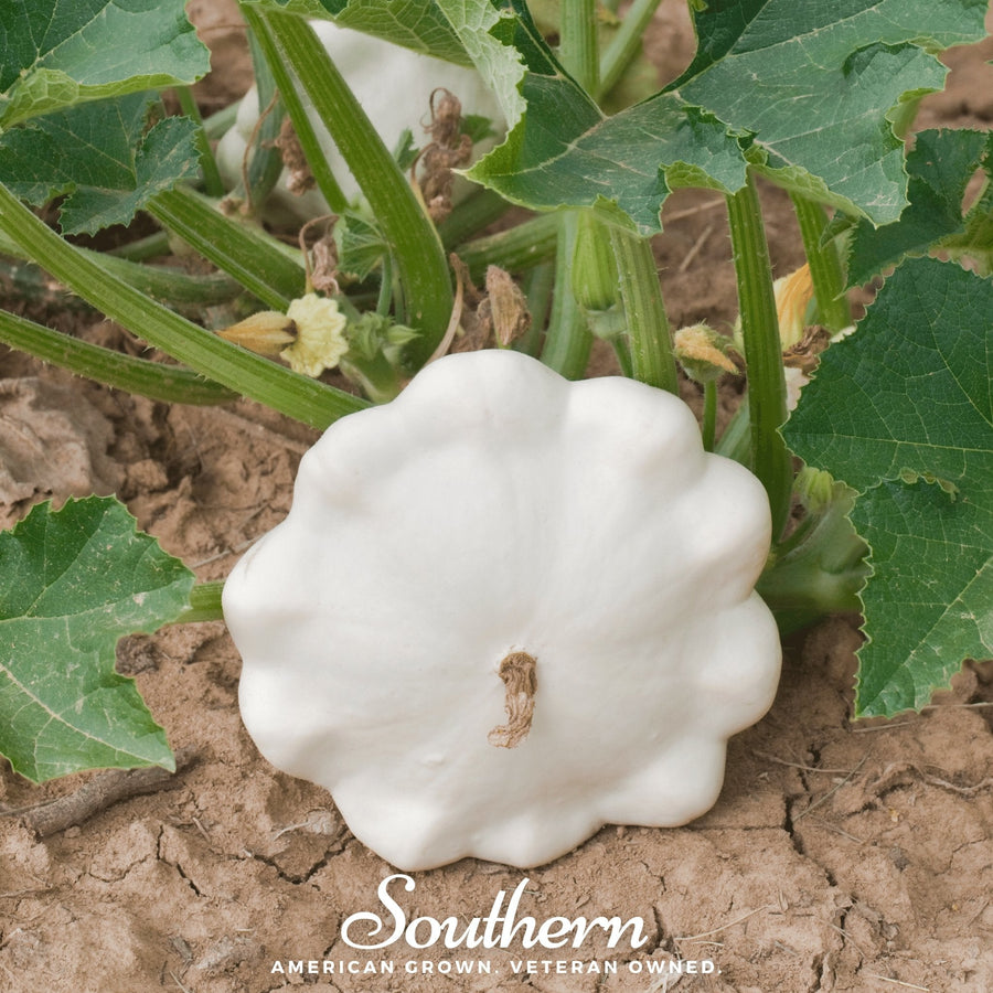 Bennings Green Tint Scallop Summer Squash