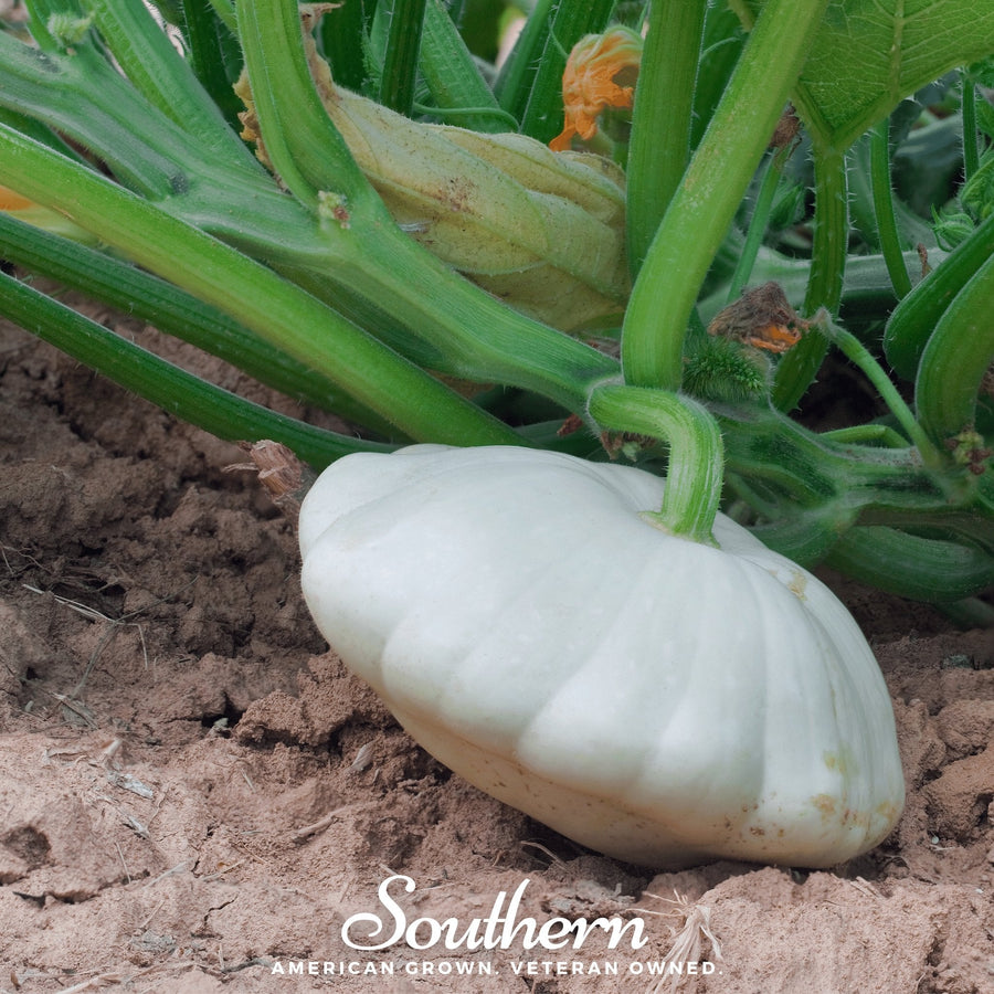 Bennings Green Tint Scallop Summer Squash
