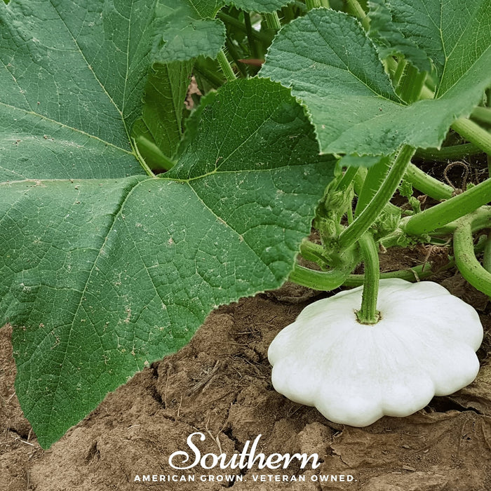 Bennings Green Tint Scallop Summer Squash